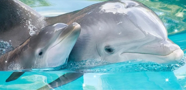  海豚观赏 