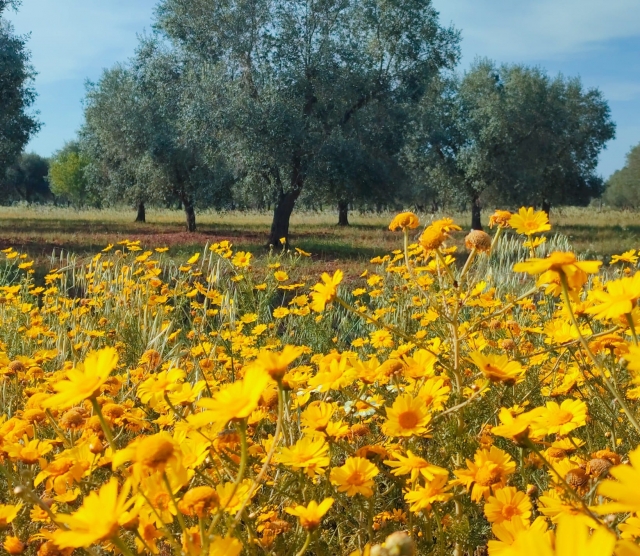 campo di margherite