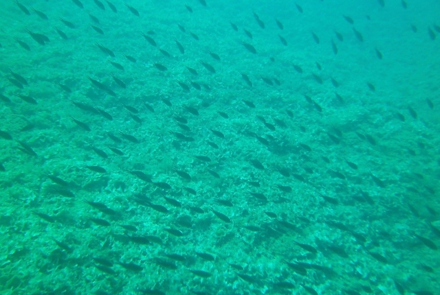  marine fauna 