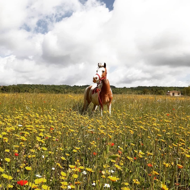One of the horses of the equestrian center