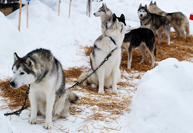 Chiens 