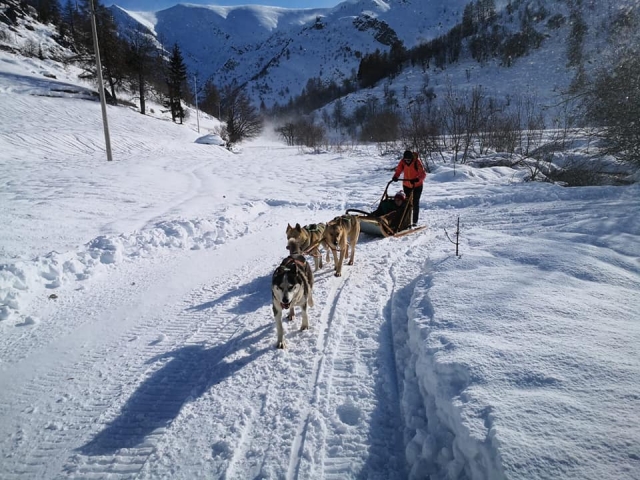 dog sledding in winter in Cuneo