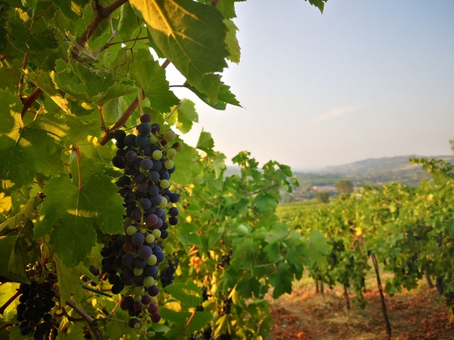 le nostre vigne 
