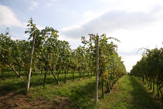  Vineyards of the Cantine di Fontechiara 