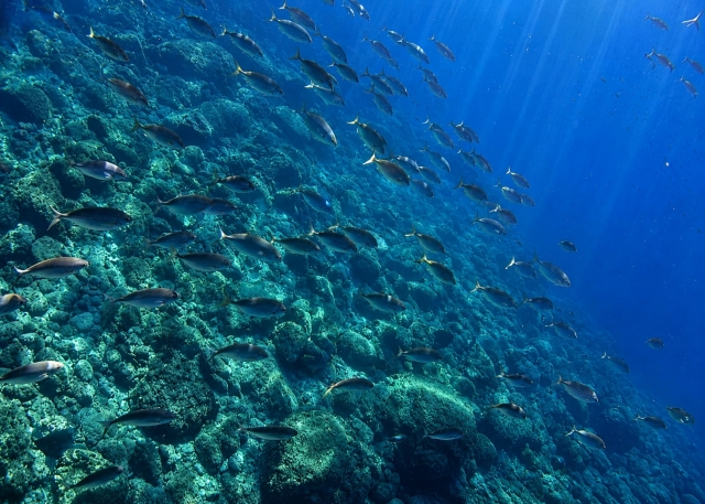  陶尔米纳沿海腹地 