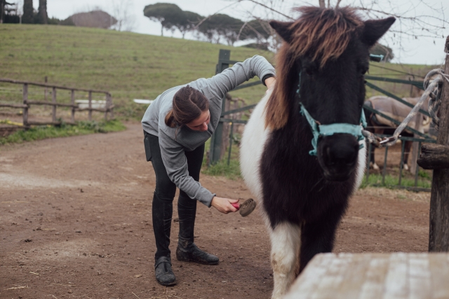  Diviértete cuidando a nuestros caballos
