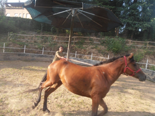 One of our horses 
