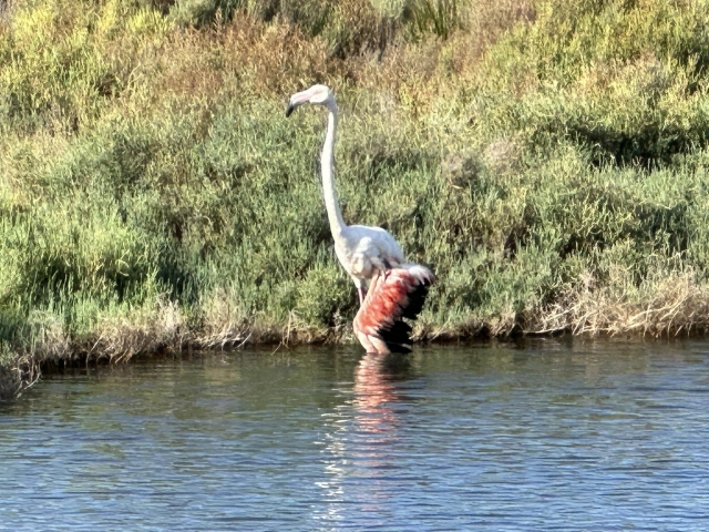 Flamingo in the lagoon 