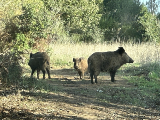  Warthogs in the greenery 