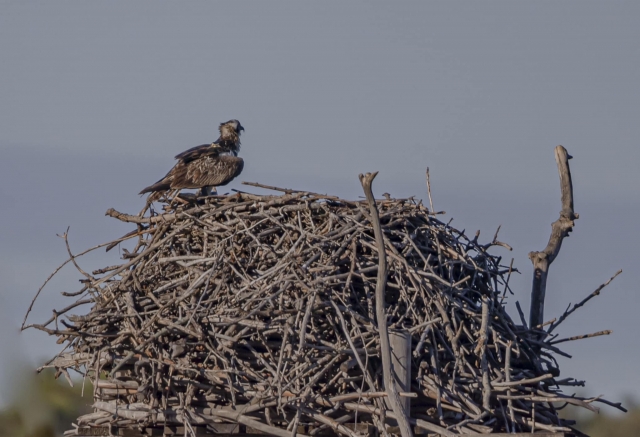 Building the nest 