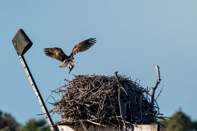  Bird of prey in Orbetello 
