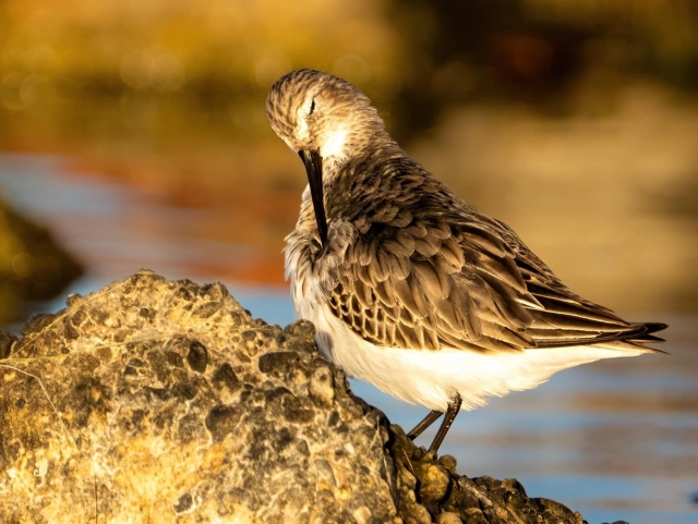  Wildlife of the Orbetello Oasis 