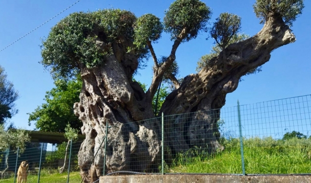  Arbres centenaires 