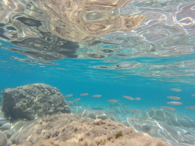  Fauna des Meeresbodens von Sardinien 