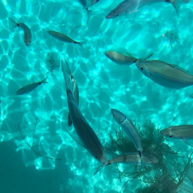 Fauna marittima delle Isole Egadi