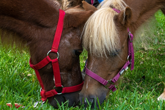  Unsere Ponys 