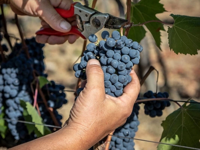  Our grapes 