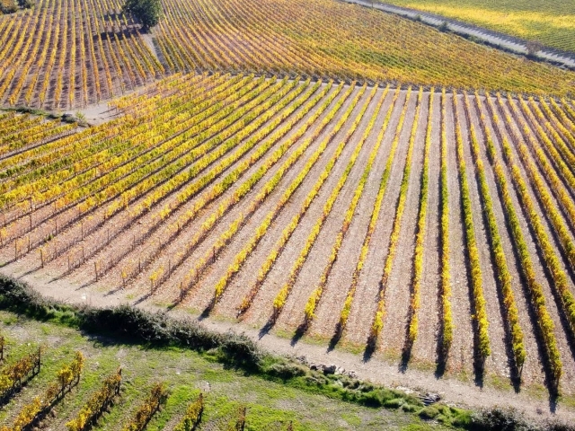  Our vineyards 