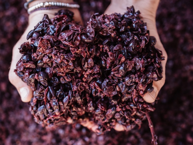  The skins of our grapes 