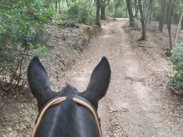  Reiten in der Toskana 