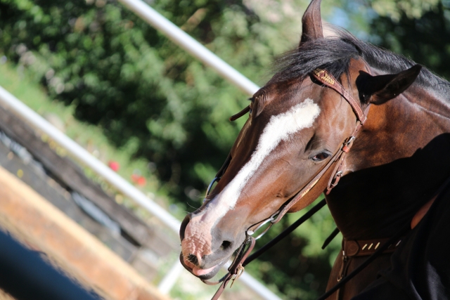 My Honey Horse Palestrina
