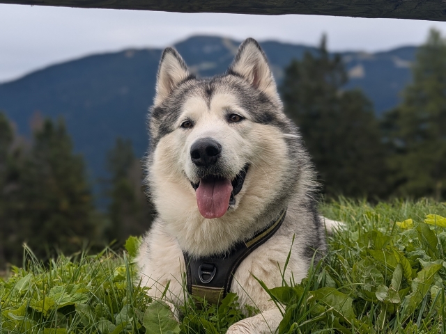 I nostri husky pronti per l'avventura