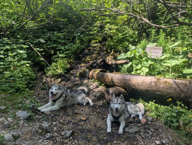   Scopri la bellezza del Parco Naturale Adamello Brenta con gli husky