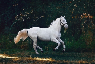 DB Horse Performance