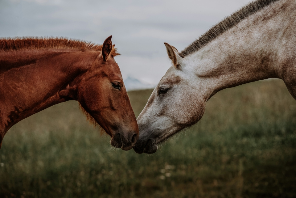 Harmonie entre les chevaux Harmonie entre les chevaux