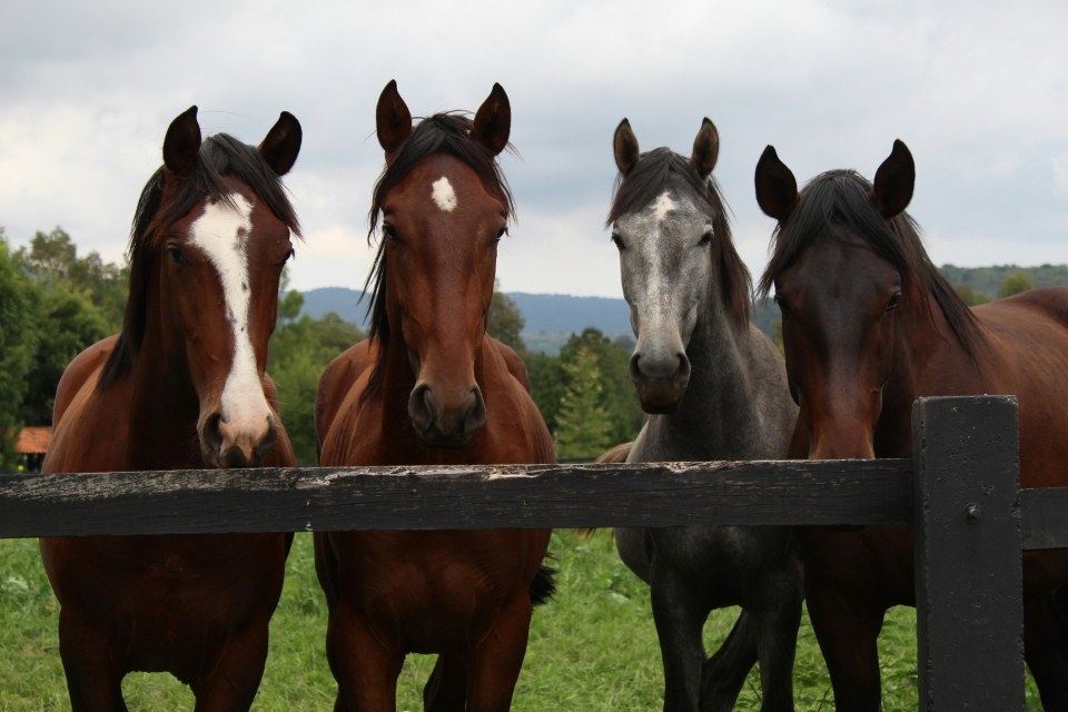 Photo de groupe Photo de groupe