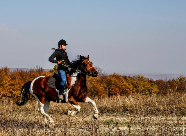  Galop 