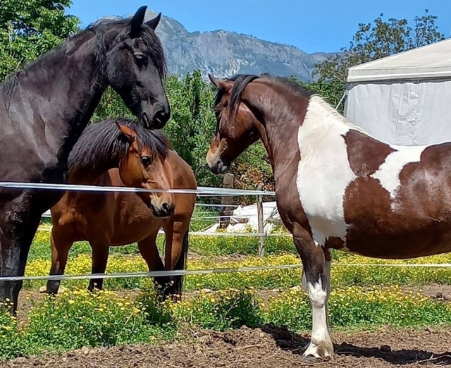 I nostri esemplari I nostri esemplari