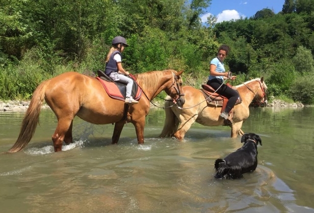 Scirer's Ranch Horses