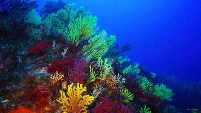  varias especies de corales 