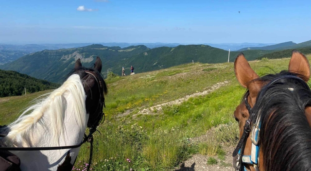  漫步在绿色风景中 