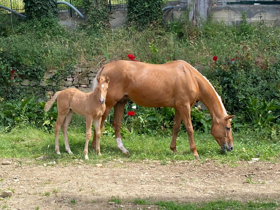  在绿色草地上的最初时刻 