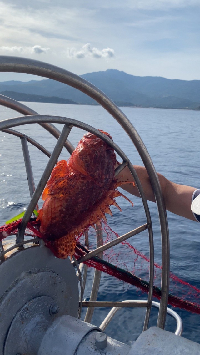  Pesca del día 