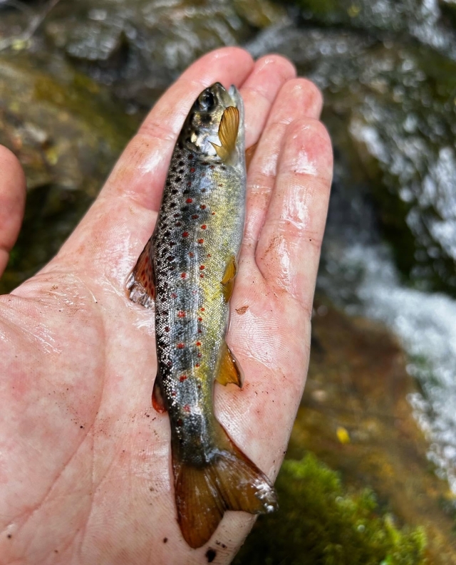  Small freshwater fish 