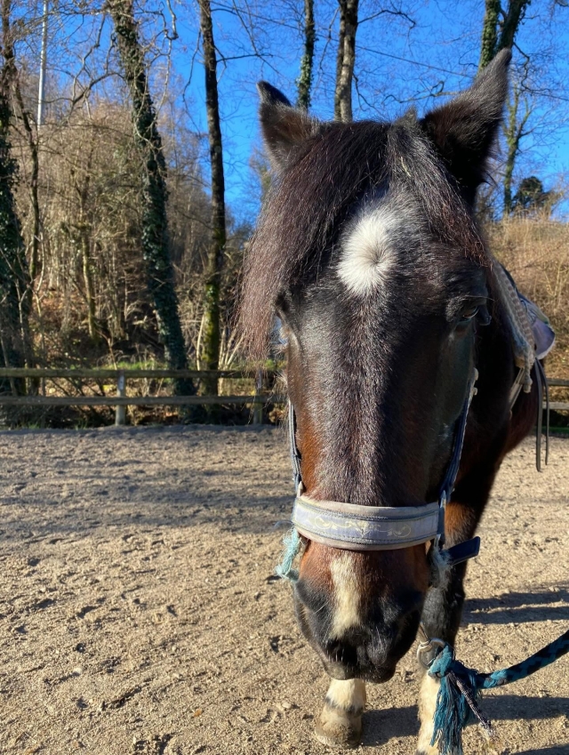  Um dos nossos cavalos 