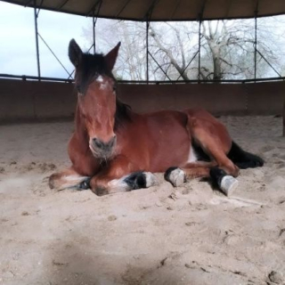  Un cheval sellé repos au centre équestre 