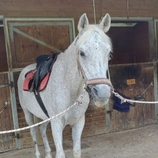  Un cheval gris sellé 
