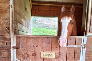  Un cheval dans son box 