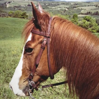  Un cheval alezan avec les collines en arrière-plan 