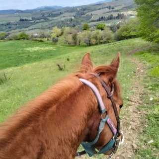  Les collines toscanes vues depuis la selle
