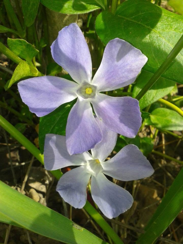  A periwinkle flower in the garden 