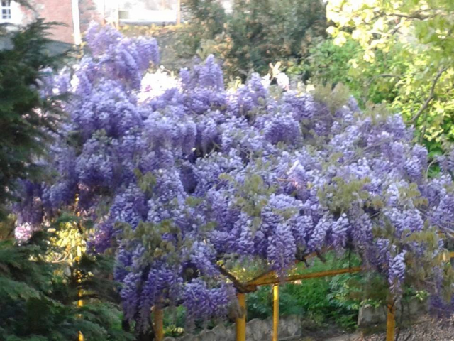  The wisteria in bloom in the garden 