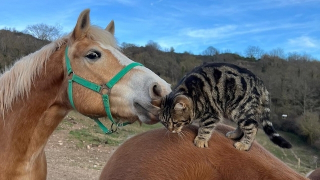  Nouveaux amis 