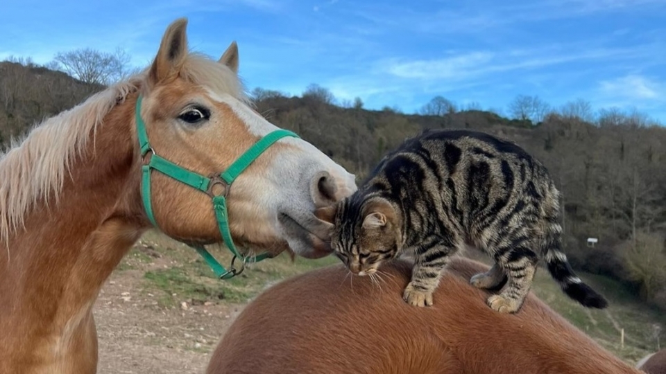  Nouveaux amis 
