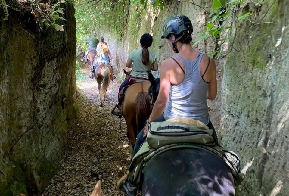 Horse Walk 