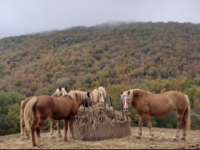 Agriturismo 1sett.mezza pensione Castel Azzara